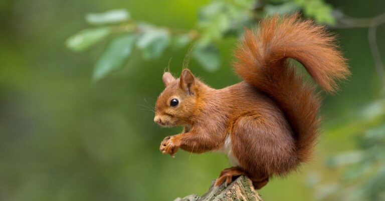 Red Squirrel sitting with nut