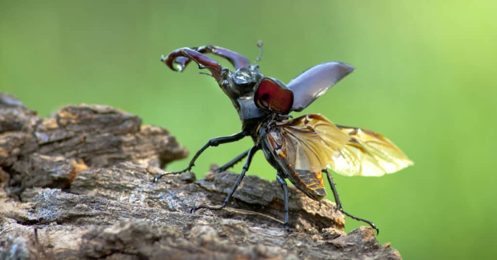 Stag Beetle on a branch