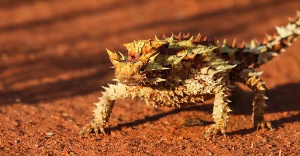 Diable épineux dans l'outback australien, Territoire du Nord, Australie