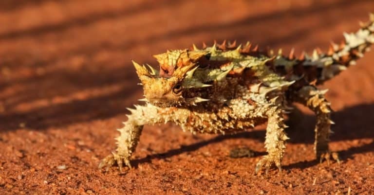 Thorny Devil in the Australian outback, Northern Territory, Australia