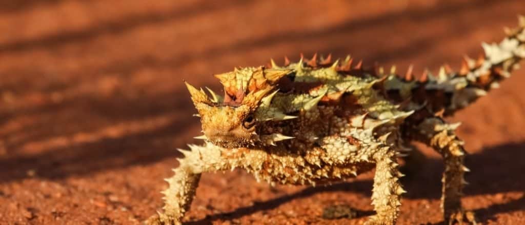Thorny Devil Animal Facts - Moloch horridus - A-Z Animals