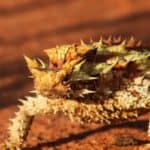 Thorny Devil