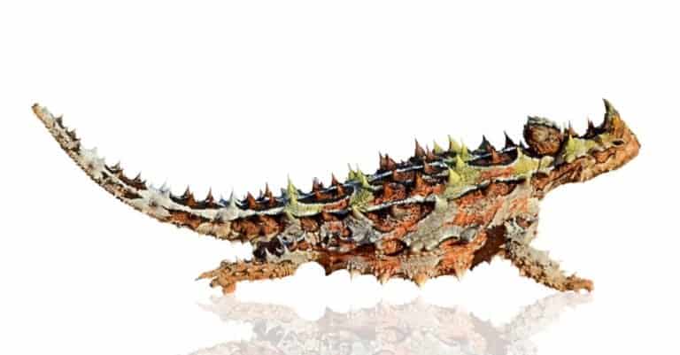 Thorny devil (Moloch horridus) reptile isolated on a white background