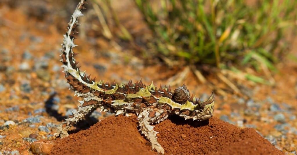 Spiny thorny devil lizard sitting on red clay ant nest