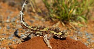 10 Incredible Thorny Devil Facts Picture