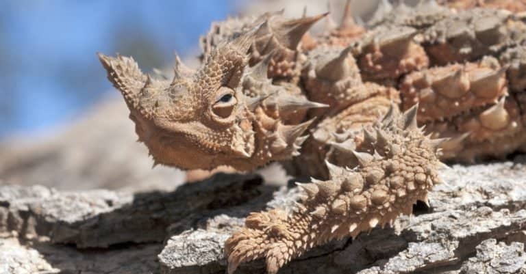 Australian thorny devil lizard on a rock
