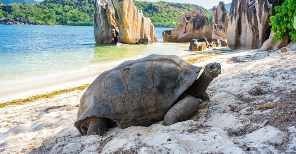 Aldabra giant tortoise, Turtle in Seychelles on the beach near to Praslin