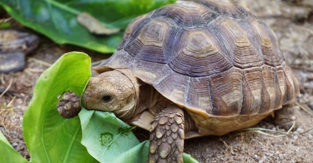 Tortoise - A-Z Animals