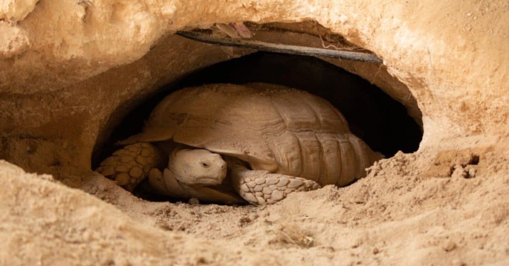 The desert tortoise in burrow