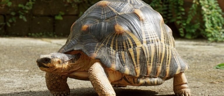 Radiated tortoise from south of Madagascar