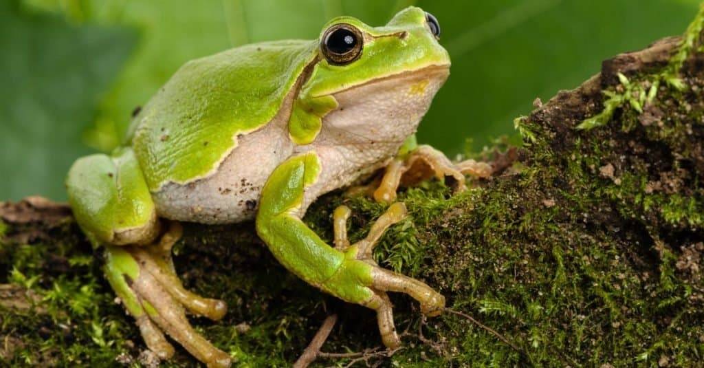 European green tree frog (Hyla arborea lurking for prey in natural environment