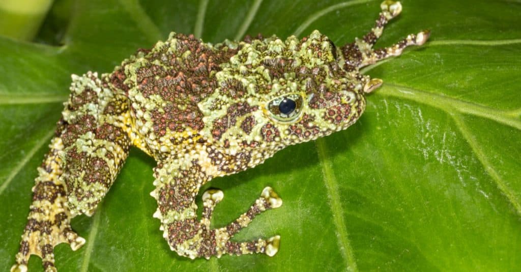 Mossy Green Tree Frog on green Leaf