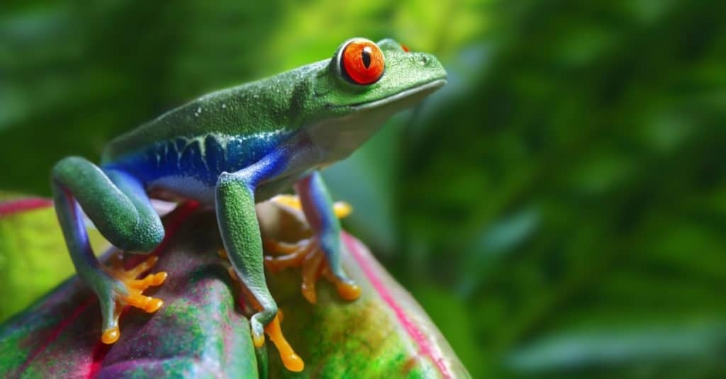 Une rainette aux yeux rouges colorée dans son environnement tropical.