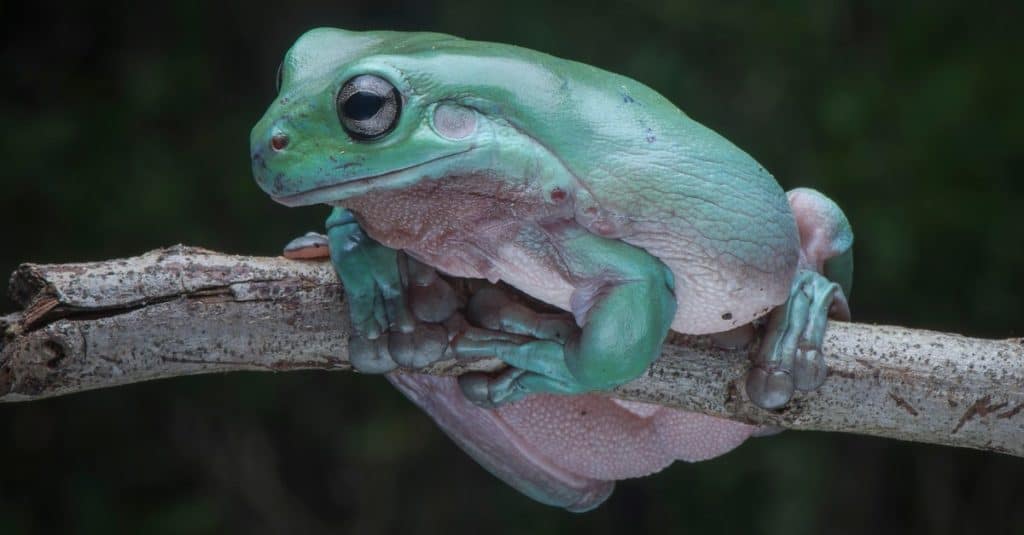 The White's Tree Frog, also known as the Dumpy Tree Frog or Smiling Tree Frog