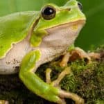 Tree frogs