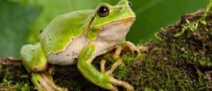 European green tree frog Hyla arborea, lurking for prey in natural environment
