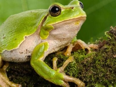 A Tree Frog