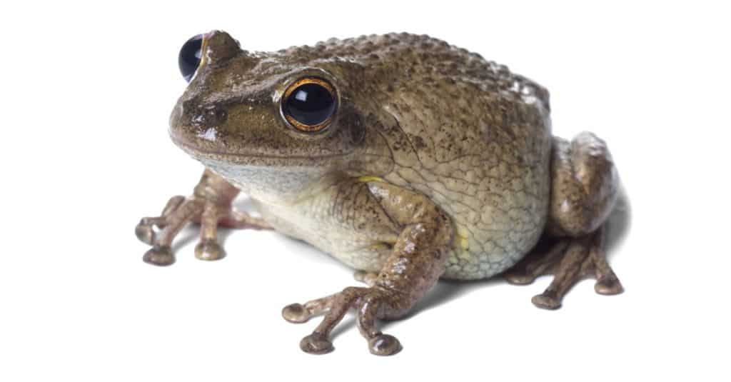Cuban Treefrog (Osteopilus septentrionalis). Isolated on white background