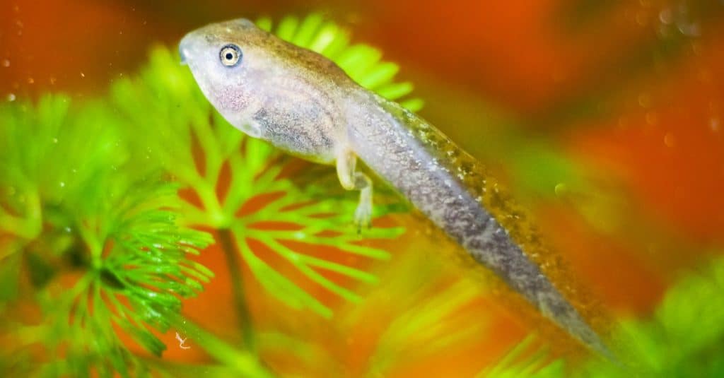 Tree frog tadpole on a leaf