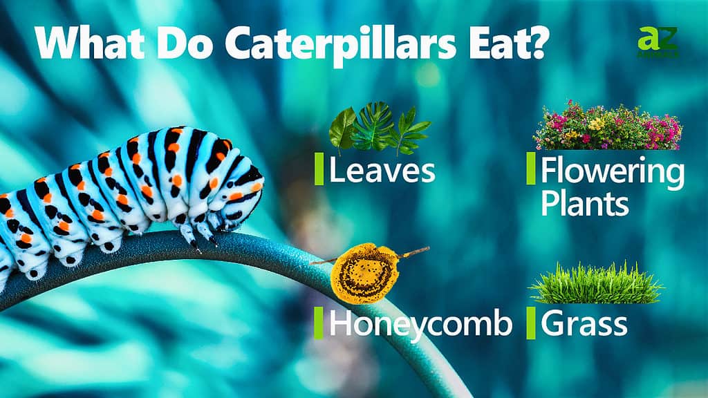 https://a-z-animals.com/media/2019/11/What-Do-Caterpillars-Eat-1024x576.jpg