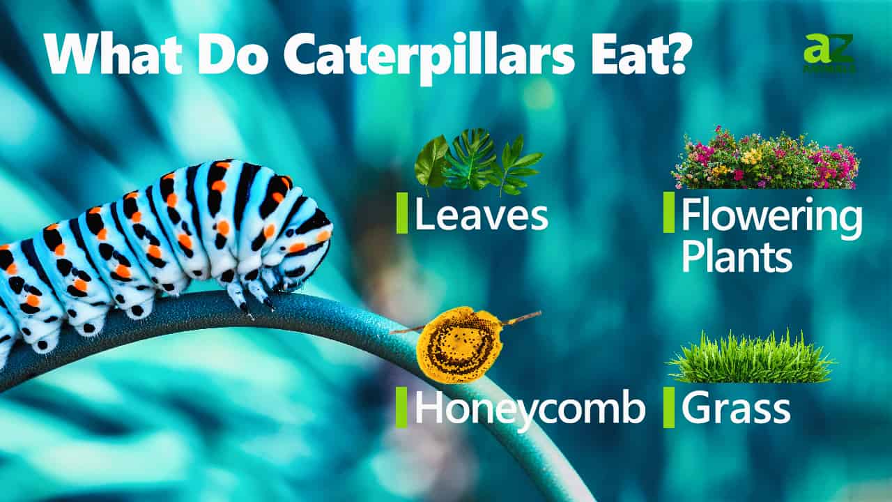 Caterpillar AZ Animals