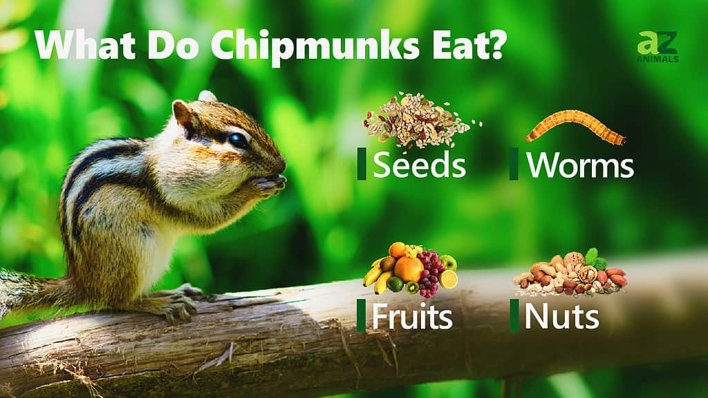 Chipmunk Animal Facts A Z Animals