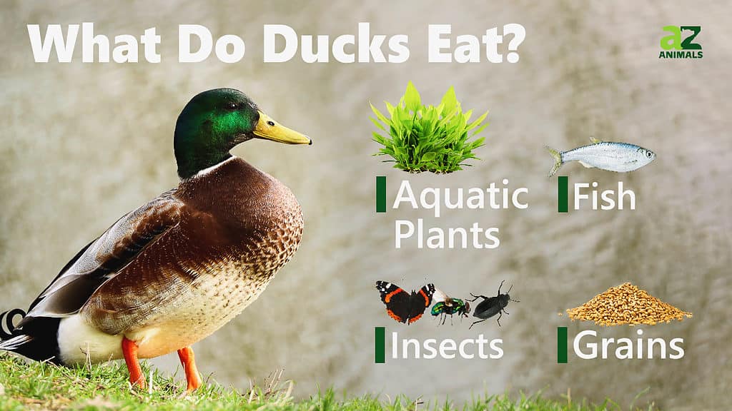 Duck Bird Facts - AZ Animals