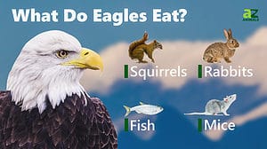 Eagle Bird Facts - A-Z Animals