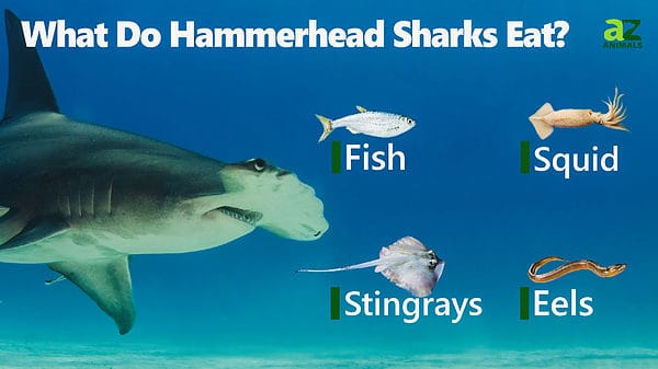 Hammerhead Shark - A-Z Animals