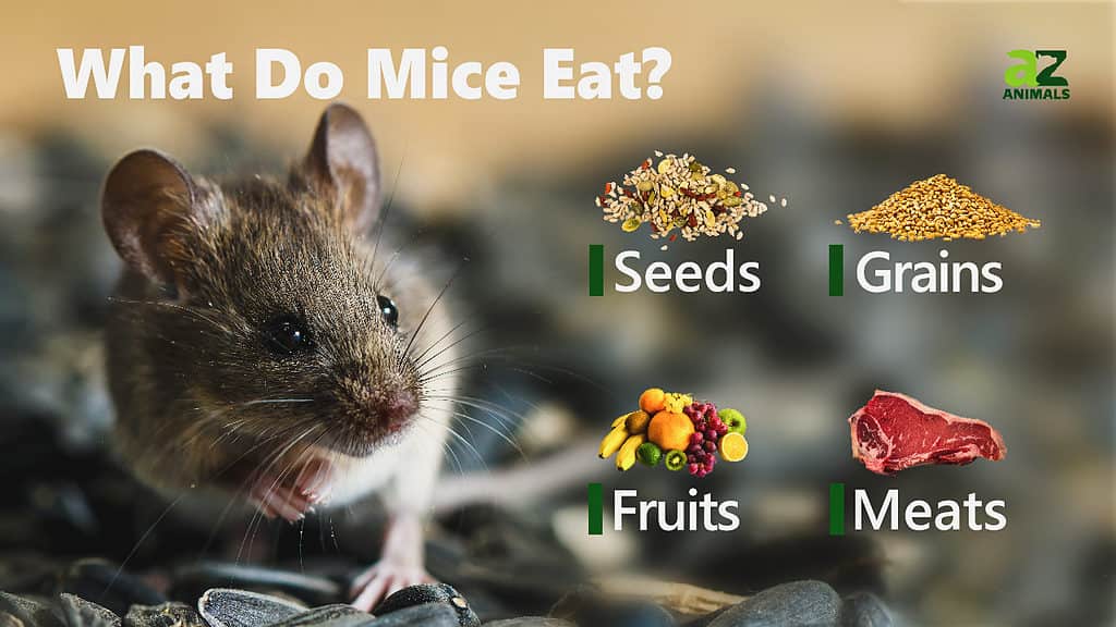 Mice In Your Garage? Here's What To Do Now - A-Z Animals