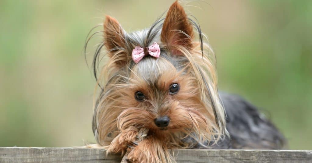 Female Yorkshire Terrier dog