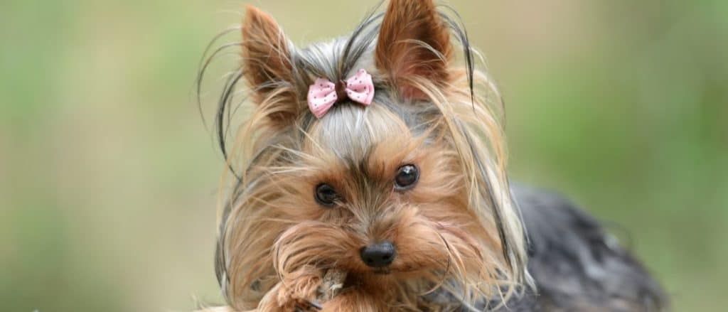 Teacup yorkie