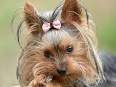 Yorkshire Terrier Picture