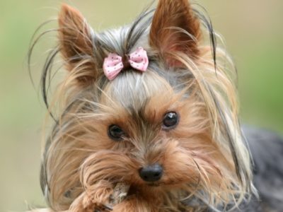 A Yorkshire Terrier