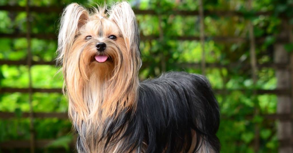 Yorkshire Terrier in the garden