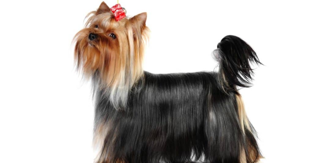 Yorkshire terrier with long coat
