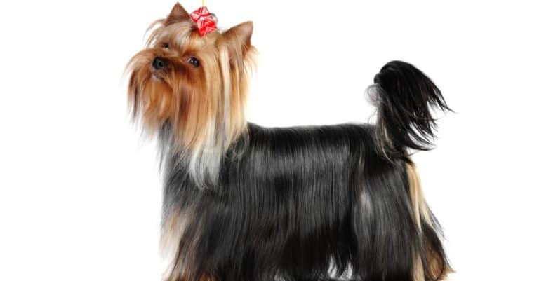 Yorkshire terrier in studio on a white background