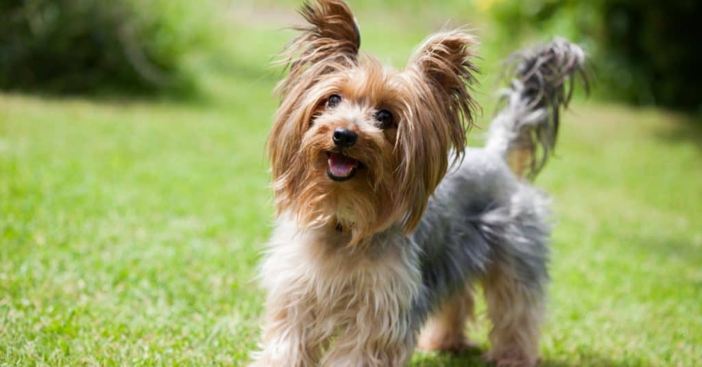 Yorkshire terrier playing in the park on the grass