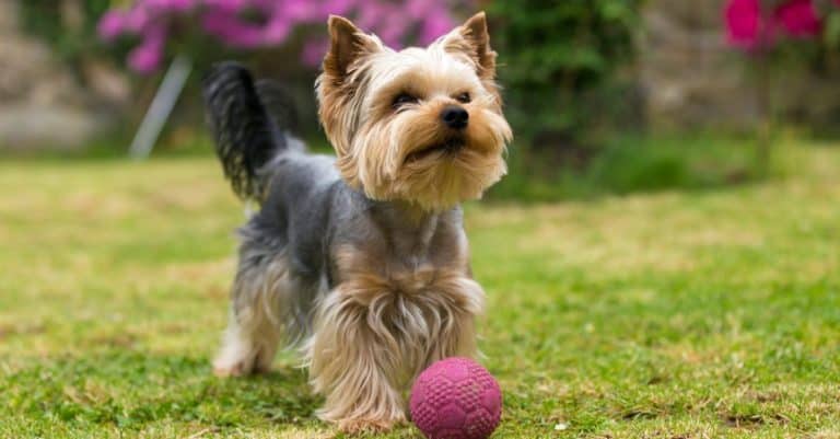 Cute small Yorkshire Terrier is playing with ball on a green lawn outdoors.