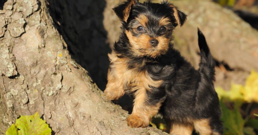 Petite Yorkshire terrier puppy 7 weeks plays in the garden