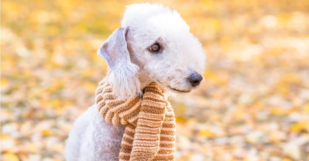 are bedlington terriers smart dogs