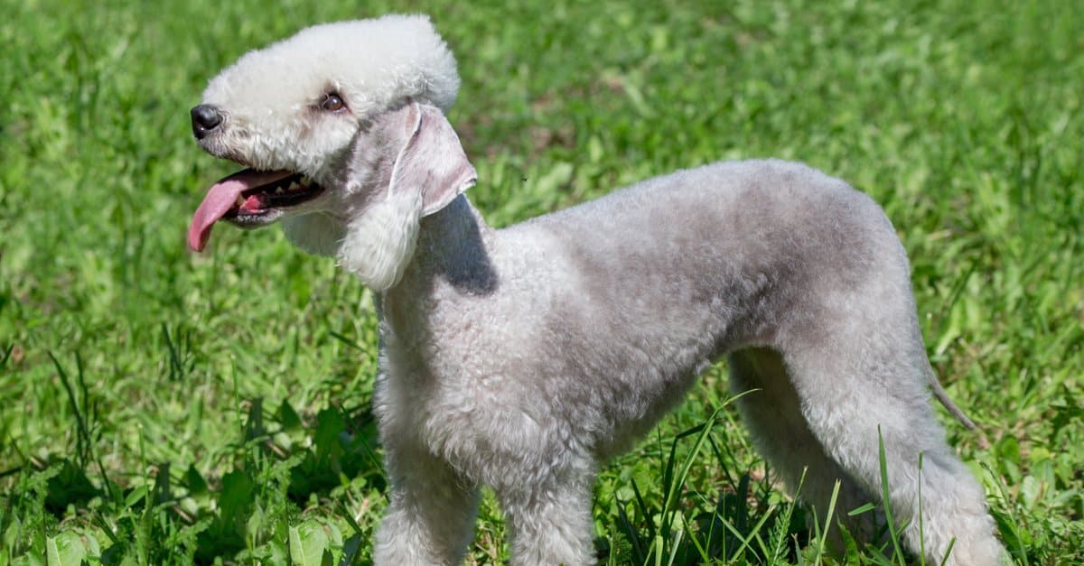 Bedlington Terrier - A-Z Animals