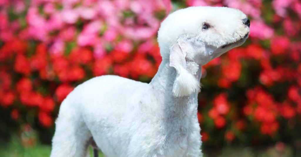 Bedlington Terrier with flowers in the background