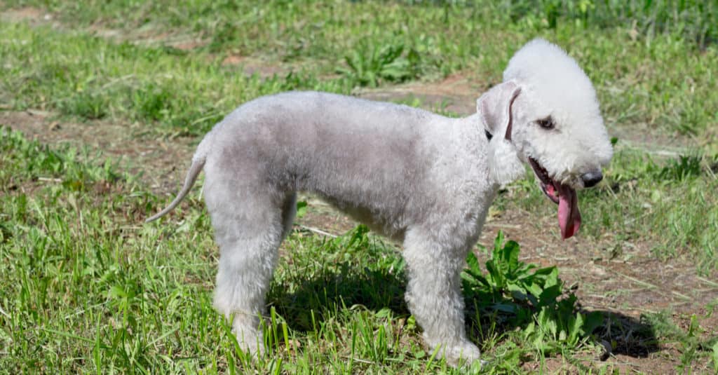 Bedlington Terrier standing in the grass