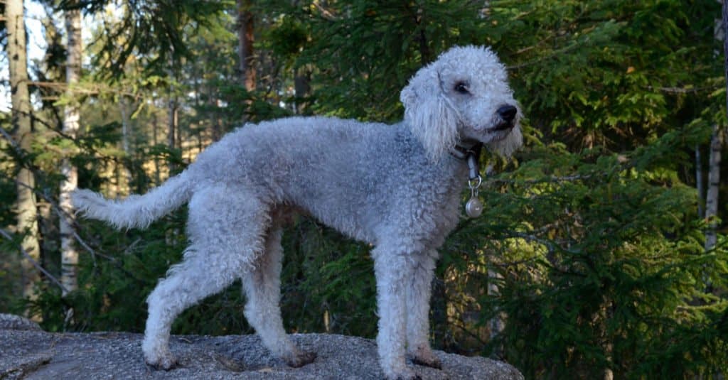 Bedlington Terrier standing on a rock