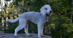 Bedlington Terrier standing on a rock