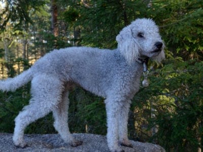 Bedlington Terrier Picture