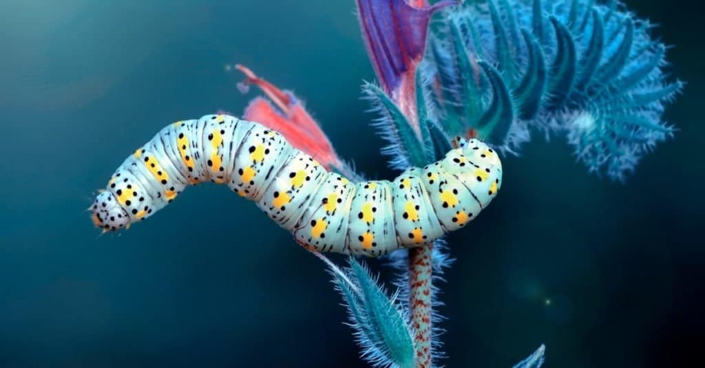 Close up beautiful caterpillar of swallowtail