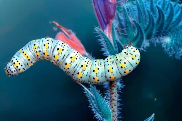Close up beautiful caterpillar of swallowtail