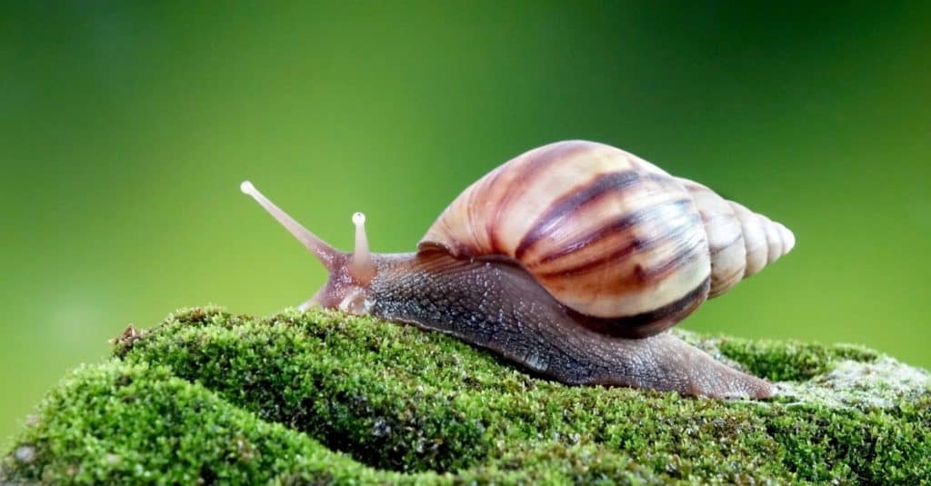 Giant African land snail on moss